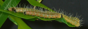 Larvae